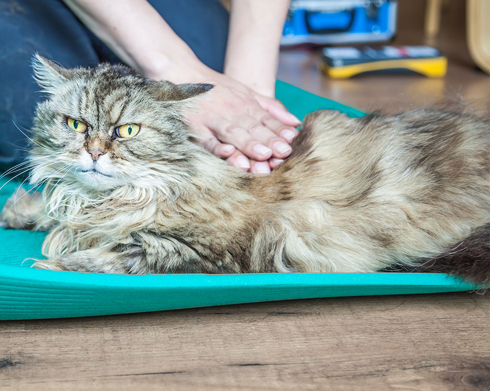 Massagen für Katzen - Tierheilpraxis Warendorf