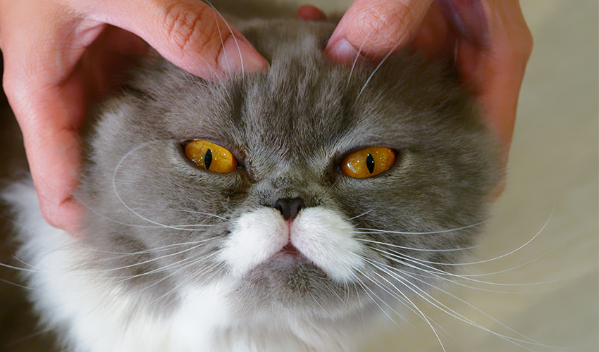 Massagen für Katzen Behandlung - Tierheilpraxis für Katzen