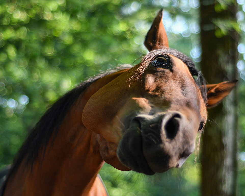 Massagen für Pferde - Tierheilpraxis Warendorf