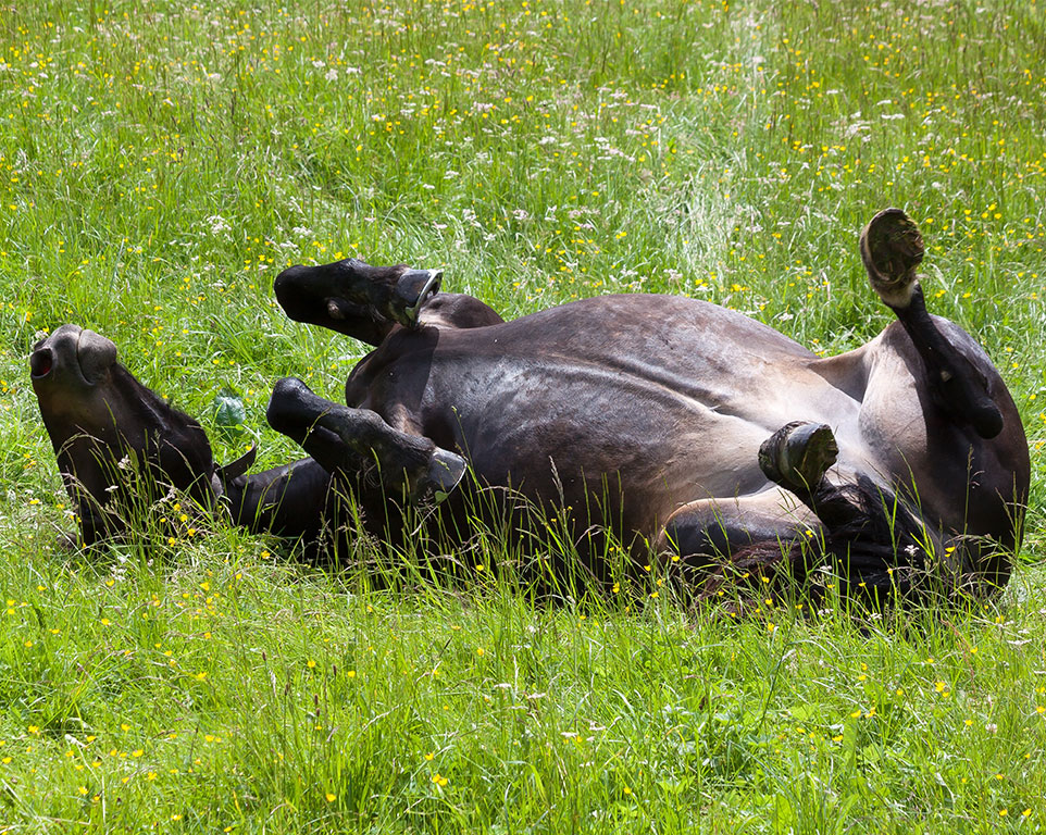 Massagen für Pferde - Tierheilpraxis Angela Esser