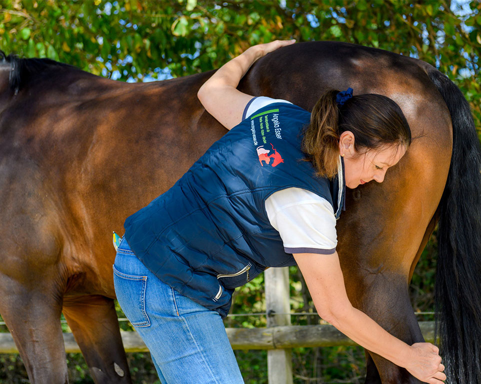 Massagen für Tiere - Tierheilpraxis Angela Esser