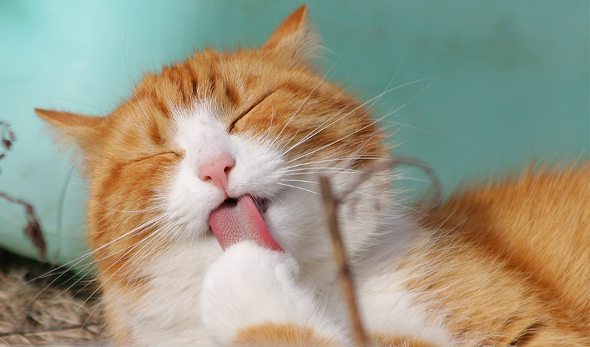Vitalpilz Behandlung für Katzen Mykotherapie - Tierheilpraxis für Katzen