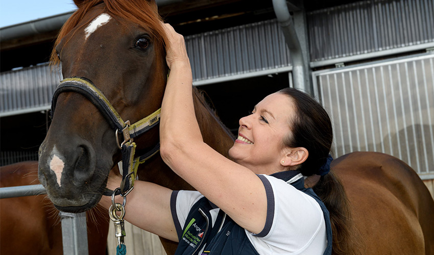 Osteopathie für Pferde Behandlung - Tierheilpraxis für Pferde