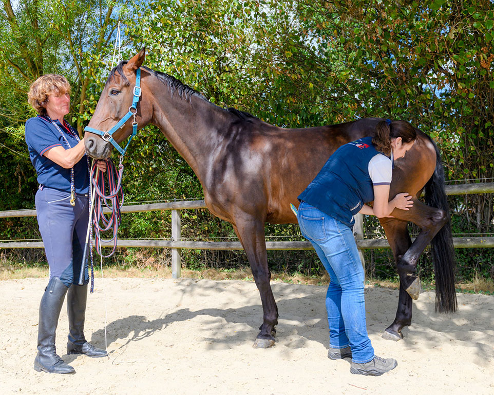 Physiotherapie für Pferde - Tierheilpraxis Warendorf