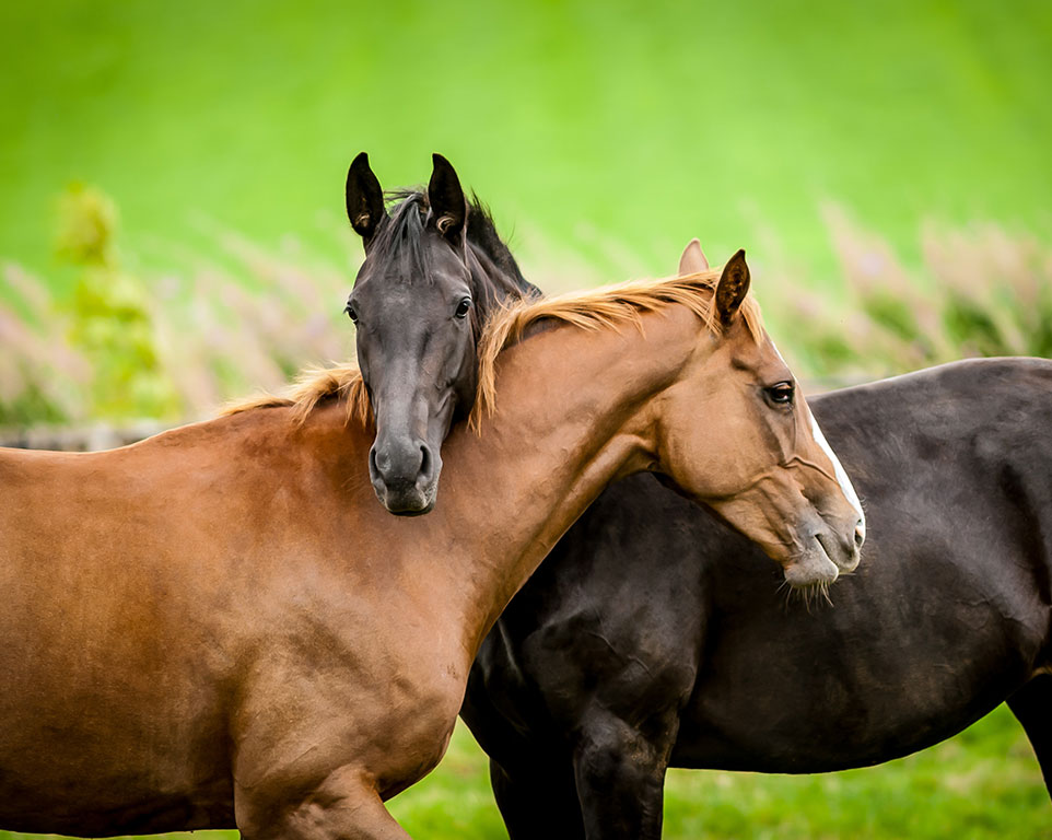 Telepathische Tierkommunikation Behandlung bei Pferden - Tierheilpraxis Münster