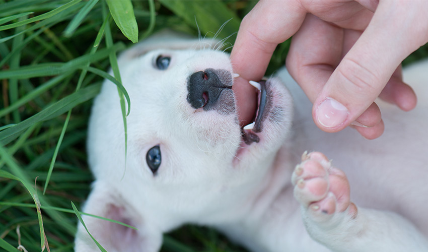 Zahnpflege und Zahnreinigung für Hundewelpen mit Emmi Pet - Behandlung - Tierheilpraxis für Hundewelpen