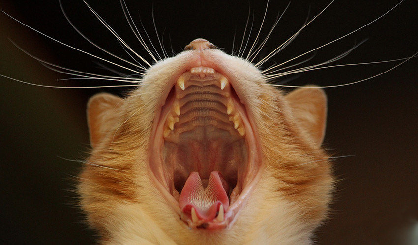 Zahnpflege und Zahnreinigung für Katzen mit Emmi Pet Behandlung - Tierheilpraxis für Katzen