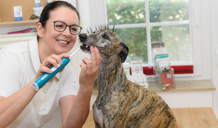 Zahnpflege und Zahnreinigung für Hunde mit Emmi Pet - Behandlung - Tierheilpraxis für Hunde