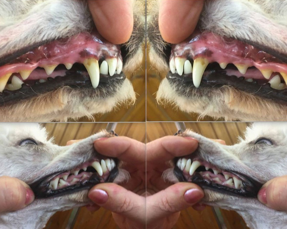 Zahnpflege und Zahnreinigung für Hunde mit Emmi Pet - Vergleich
