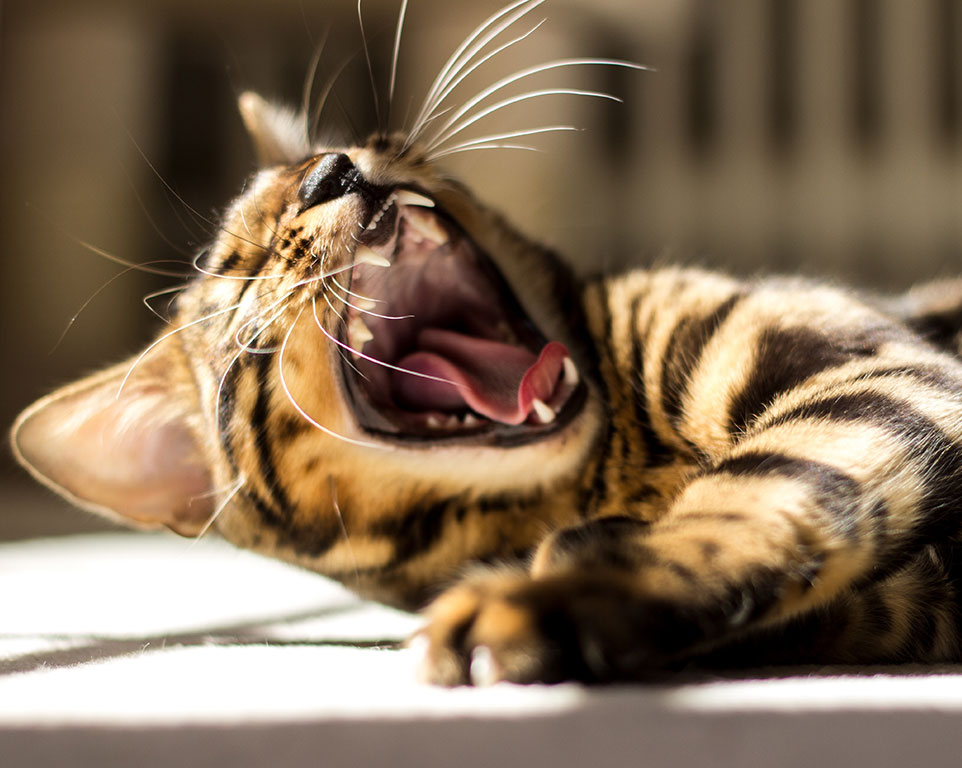 ImageZahnpflege und Zahnreinigung für Katzen mit Emmi Pet