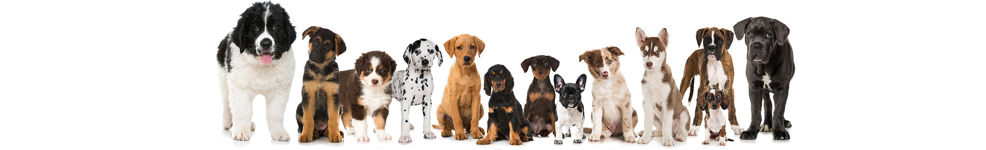Tierheilpraxis für Hundewelpen