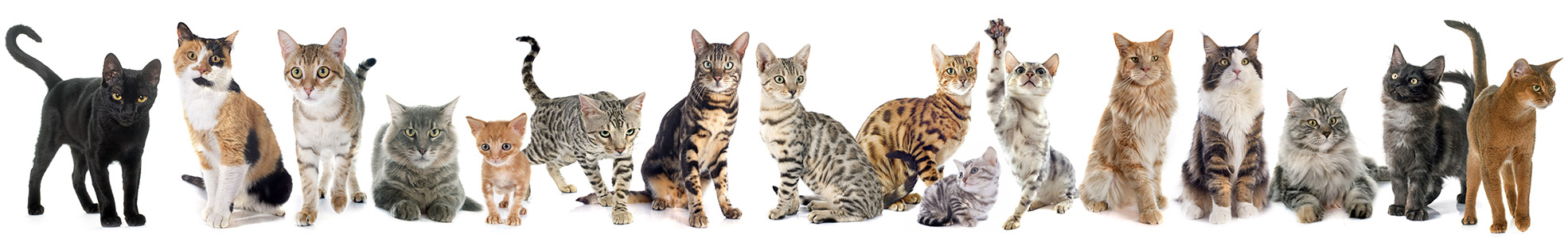 Tierheilpraxis für Katzen