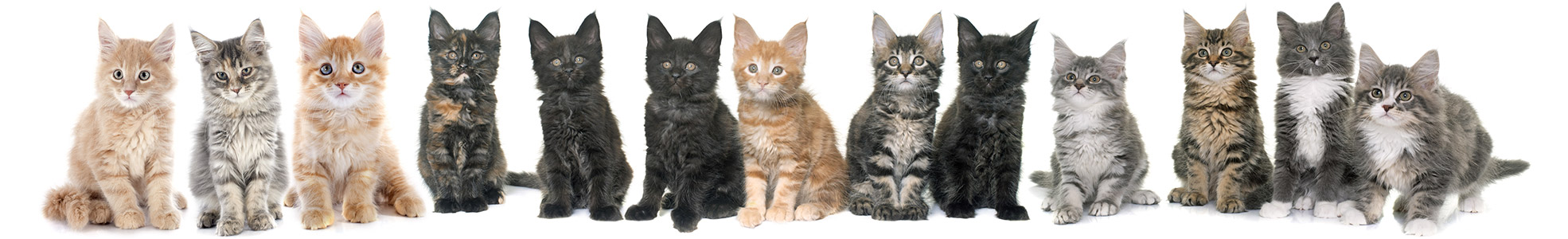 Tierheilpraxis für Katzenwelpen